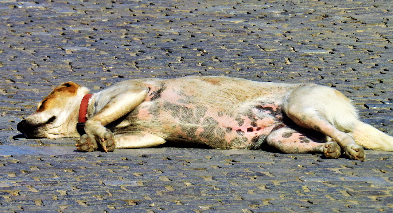 Brown Spots On Dogs Belly Looks Like Dirt