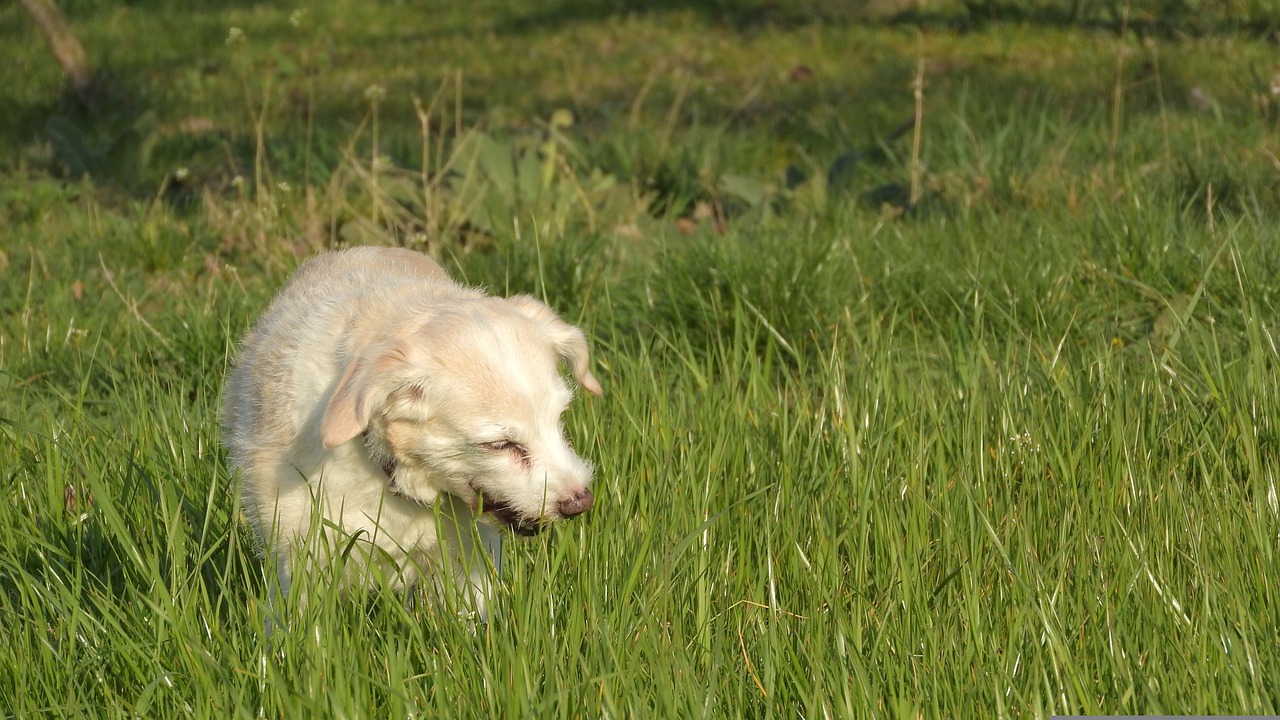 Dogs Stomach Making Noises And Eating Grass