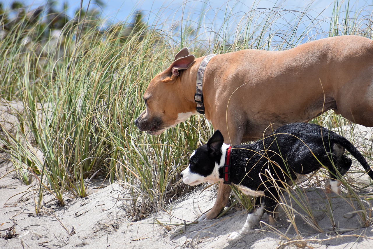 How Many Puppies Can A Pitbull Have