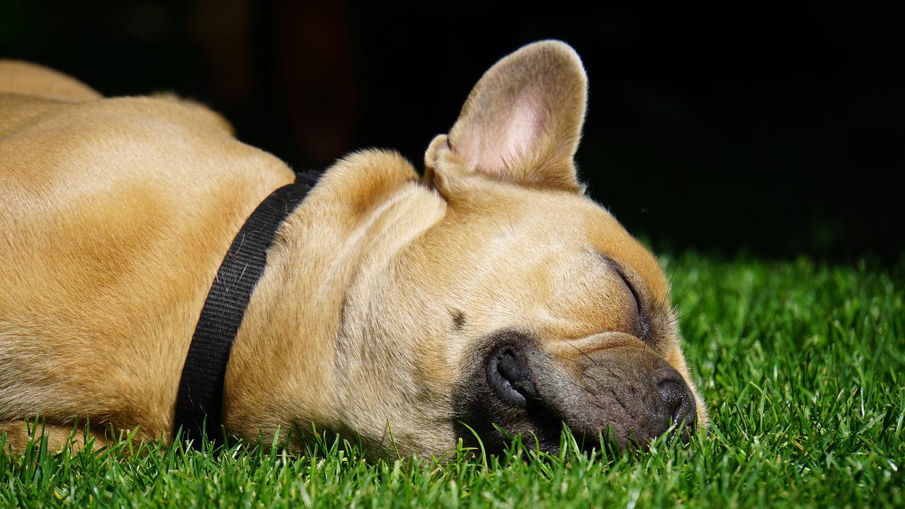 Why do dogs cry in their sleep?