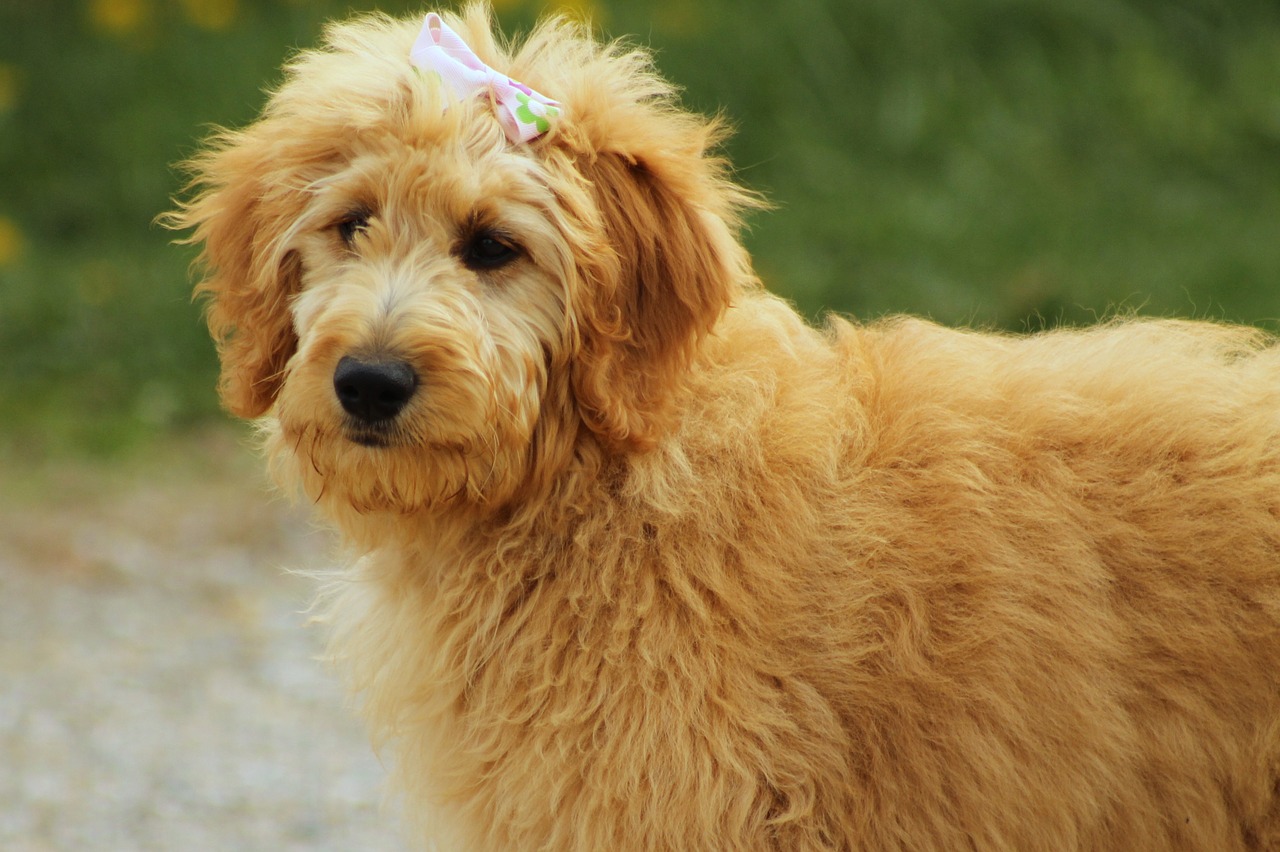 How Much Does A Golden Doodle Cost?