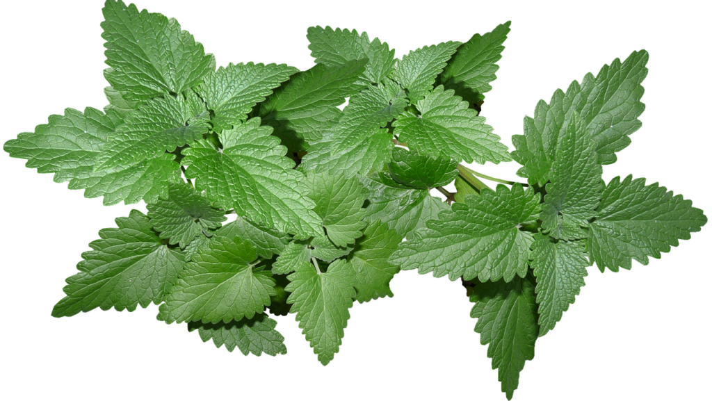 Mint Leaves as natural tick repellants