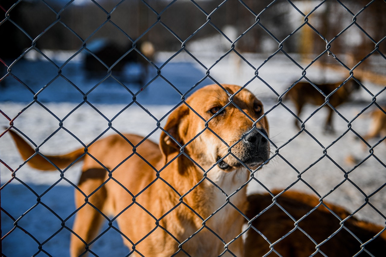 How can dogs sense evil?