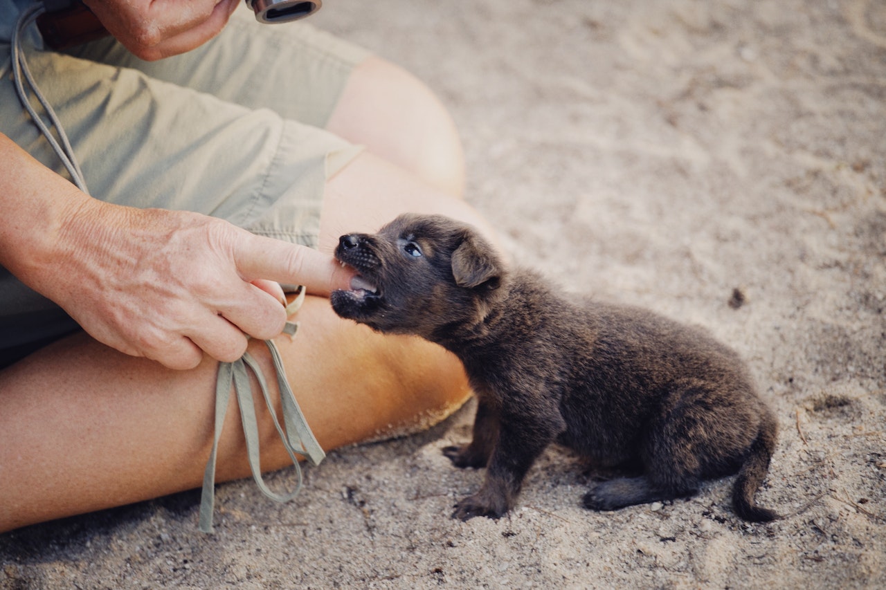 Why Does My Dog Nibble On Me?