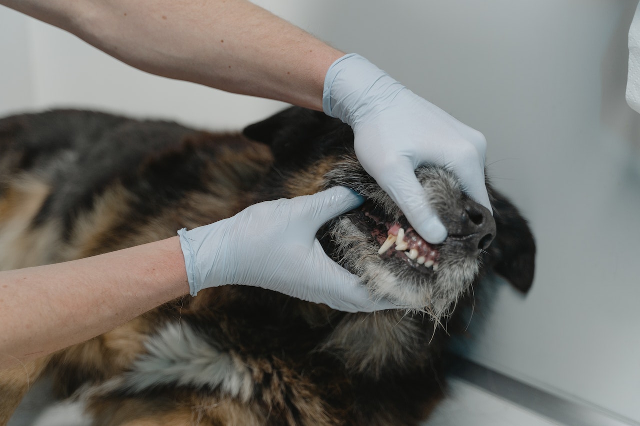 How to Clean a Dog’s Mouth