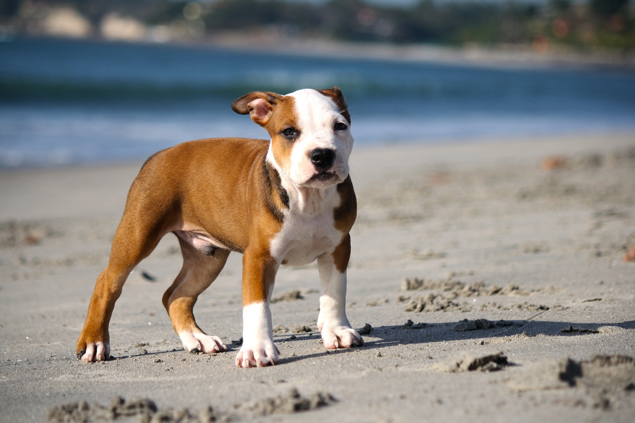 Everything You Should Know About Teacup Mini Pitbull Dog Breed