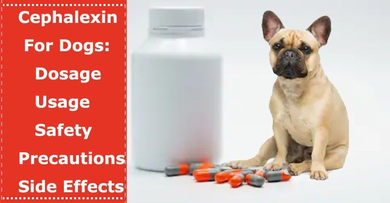 cephalexin killed my dog