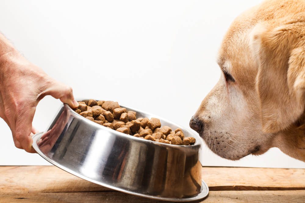 Is Kibbles And Bits Good Dog Food? Full Honest Review