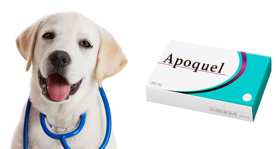 Apoquel Killed My Dog