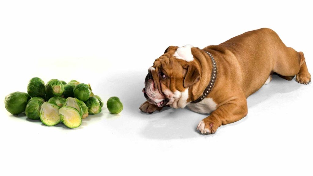 Can Dogs Have Brussel Sprouts