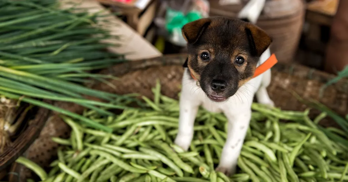 Can Dogs Have Green Beans