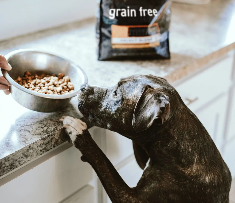 Is Grain Free Dog Food Good For Your Dog?