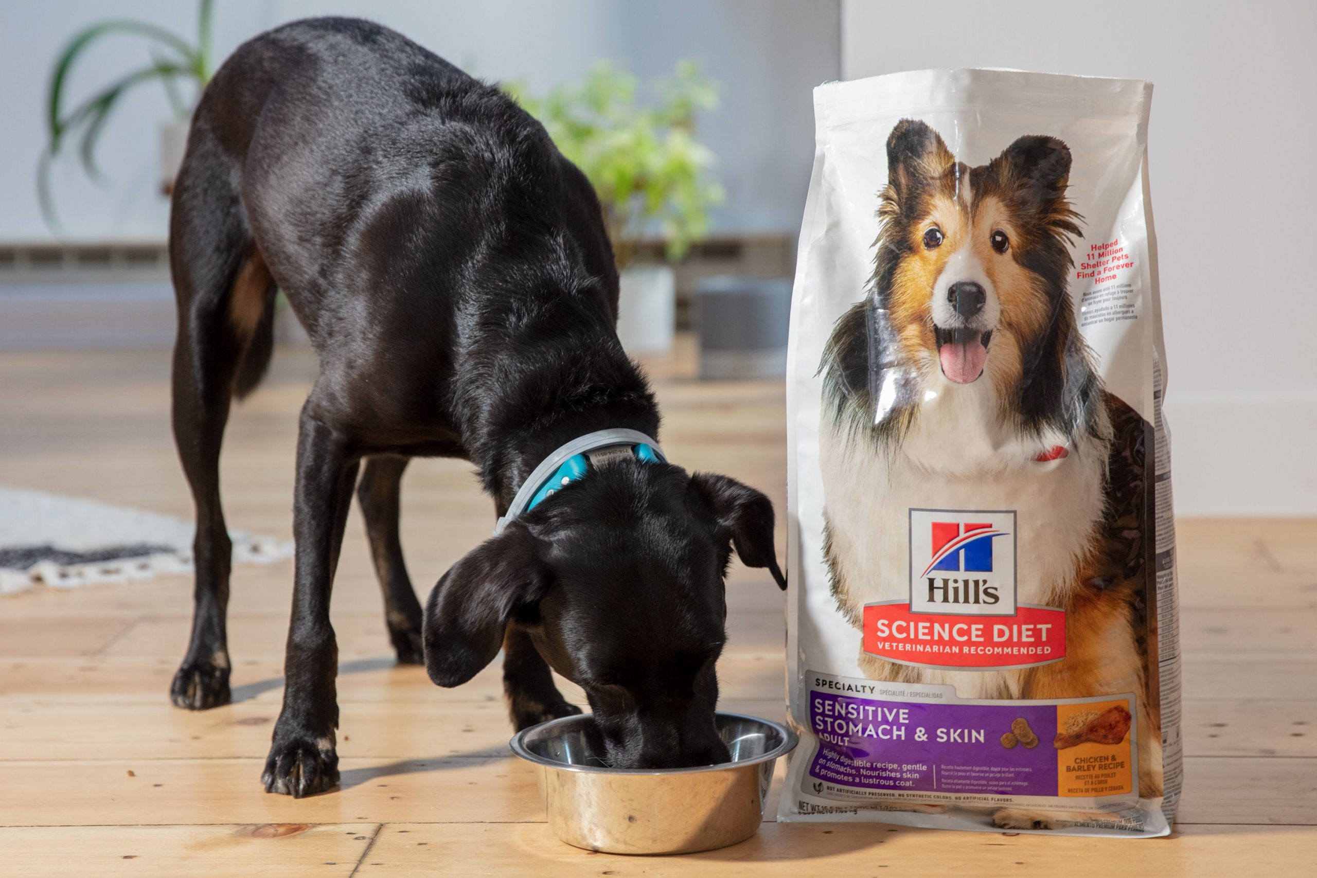 Is Hill’s Science Diet a Good Dog Food? Full Review