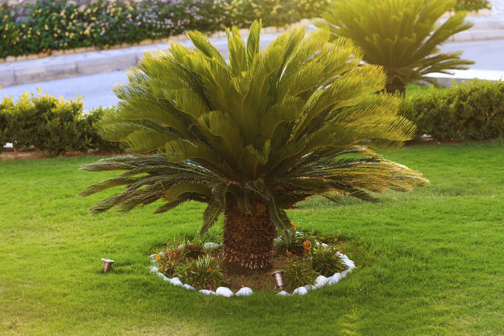 Sago Palm Killed My Dog