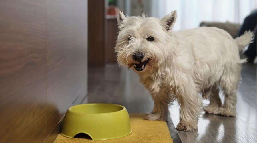 10 Best Dog Foods for West Highland Terrier